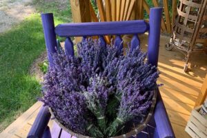 lavender in chair